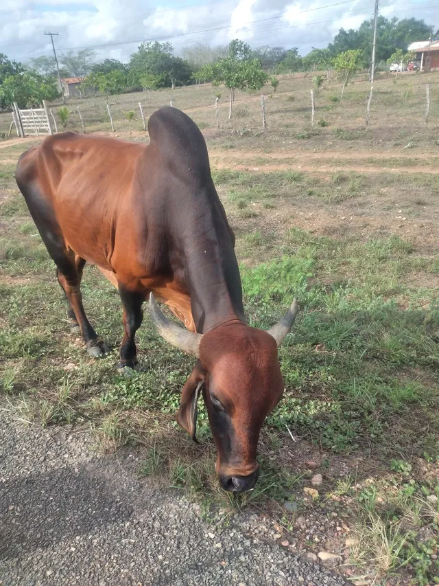 vende-se boi raça gir