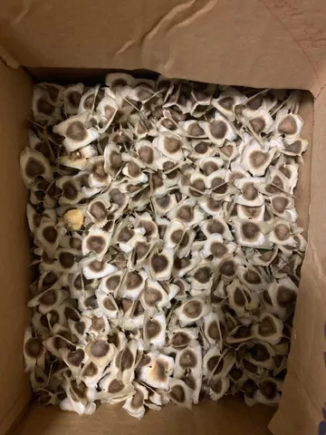 Vendo semente de Moringa Oleifera 