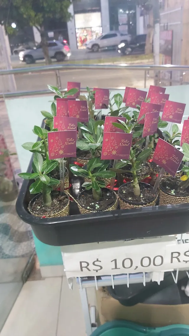 ROSAS DO DESERTO - 10,00 cada