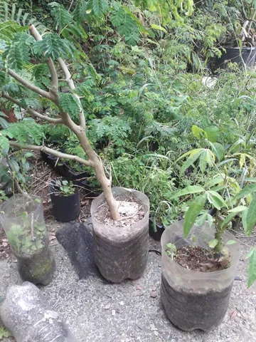 Pres bonsai Porto Alegre RS 