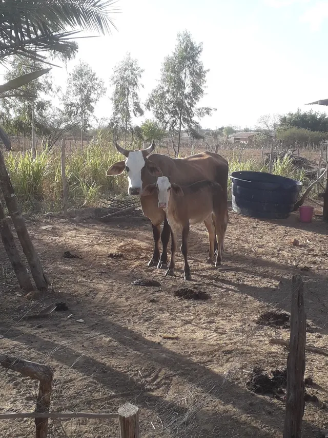 Vaca com Bezerra 