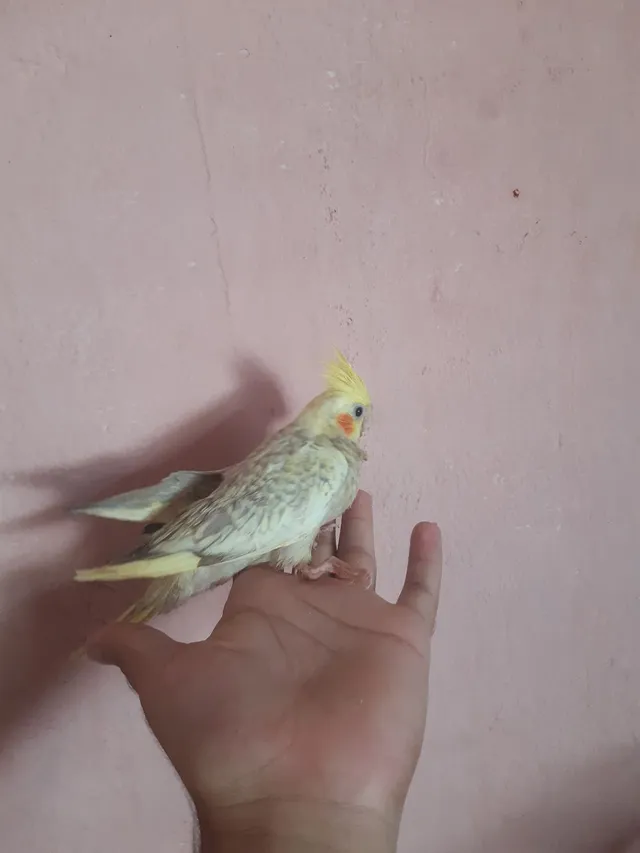 bebedouro na papinha disponível 