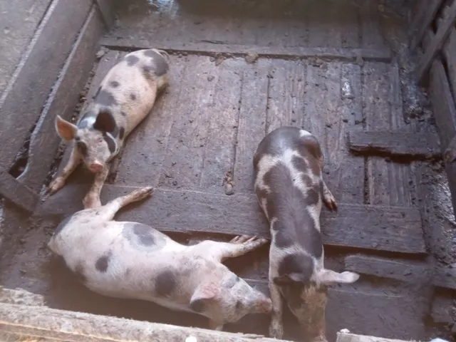 Vende-se porcos/leitao 