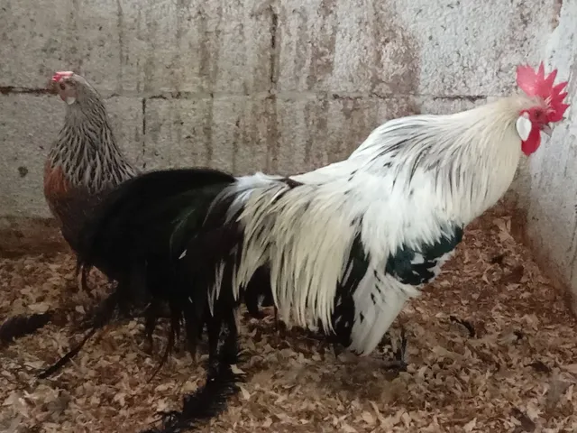 Galo de raça, casal de fênix prata 