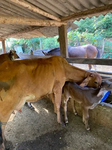 Vaca parida com bezerro