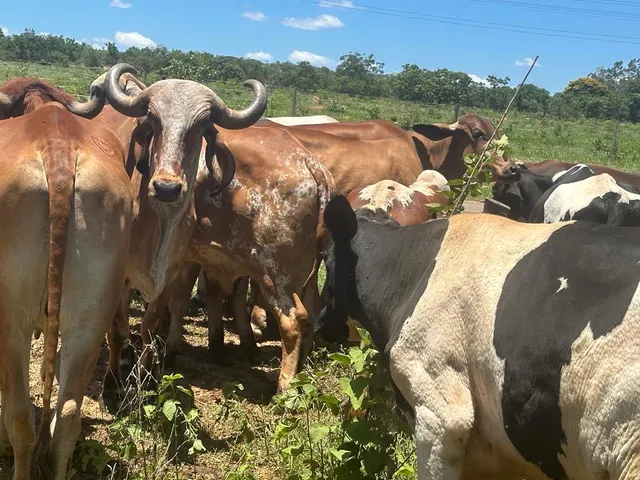 Lote de 16 Bois 