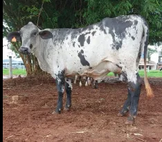 Vacas Leiteiras à Venda - Qualidade e Produção Garantidas!