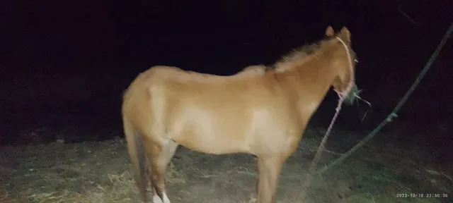 Cavalo 