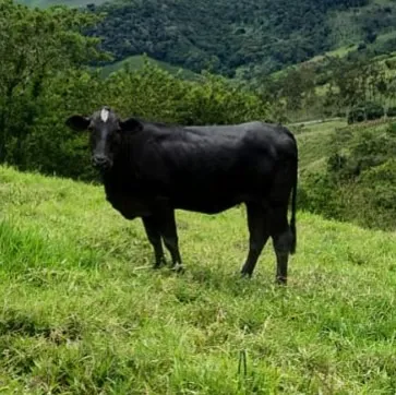 Novilhas