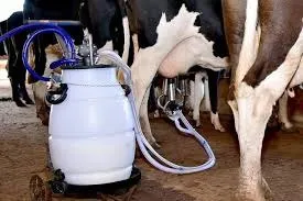Vaca leiteira 