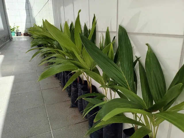 50 mudas de Palmeiras Veitchia com 60 cm de altura 