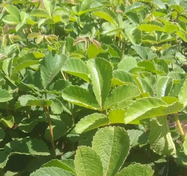 MUDAS PRECOCE DE PEQUI SEM ESPINHOS 