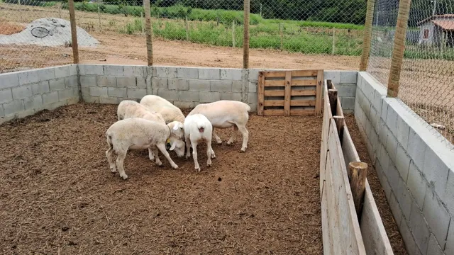 Ovinos White Dorper fêmeas borregas filhas de PO