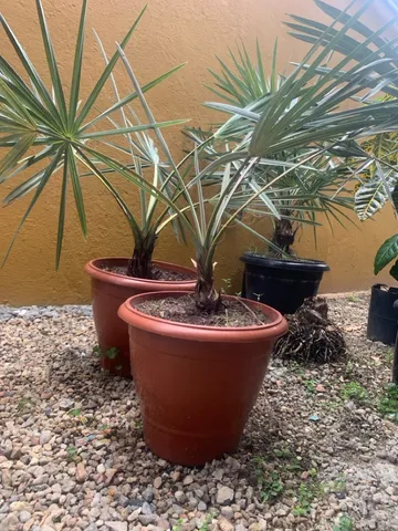 Mudas de Palmeiras Bismarckia/Azul 90cm