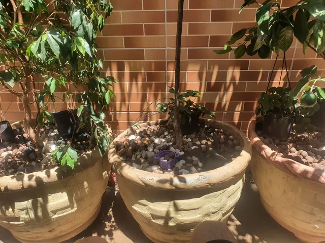 Árvores frutíferas a venda já produzindo