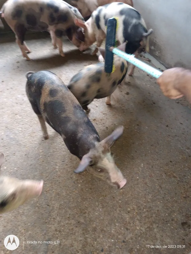 Carne de porco ?