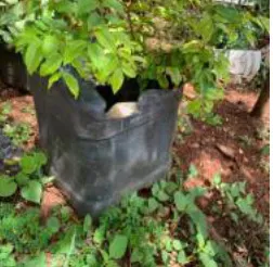Pé de jaboticaba 