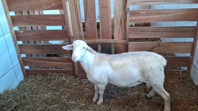 Borrego White Dorper filho de PO