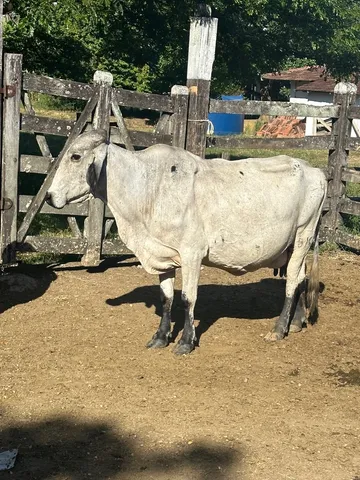 Vaca Gil com Bezera 