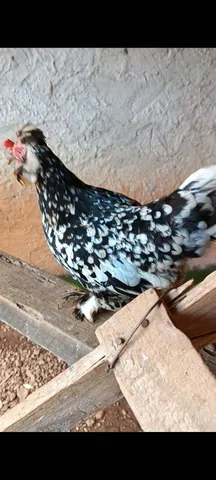 Vende-se casal de galinze modelado ótima genética.