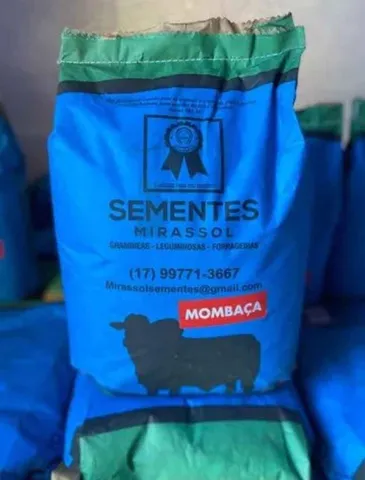 Semente de Capim Mombaça revestida 10kg - Nova/Loja