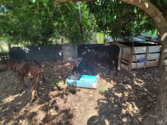 Vacas