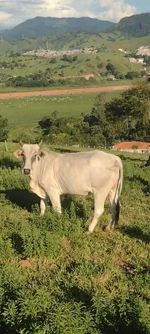 Vendo uma vaca e 3 novilhas