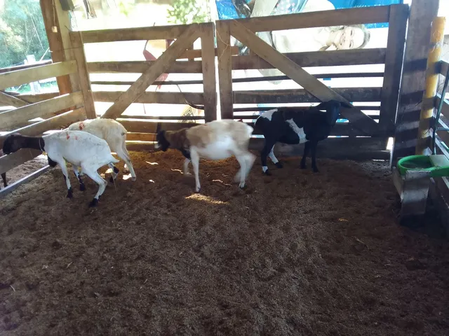 Vendo 4 ovelhas santa Inês x dorper 