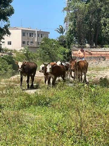 Terneiros novilhos 