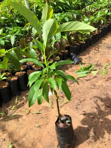 Mudas frutíferas 