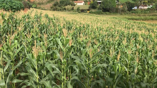 Silagem de Milho Grão Total 