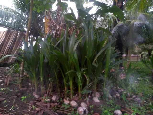 Muda de coco anão.fone *54