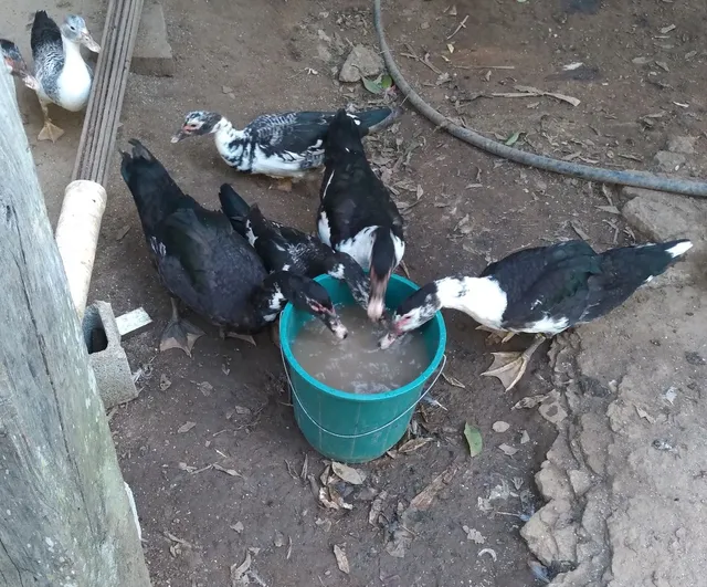 Patos 