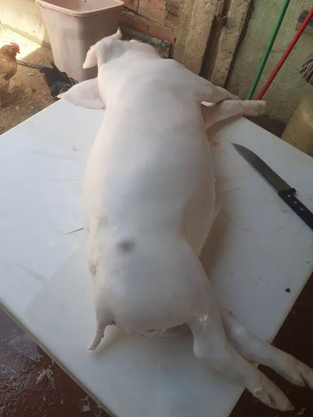Vendo Leitão 