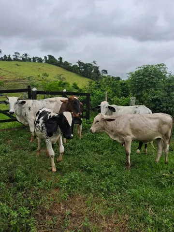 Garrotas e bezerro em Mercês-MG