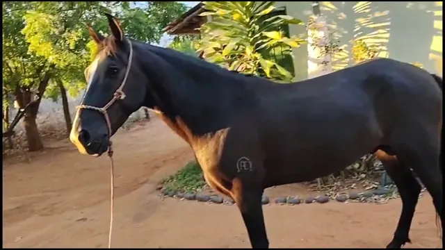 Garanhão novo Lindo Registrado
