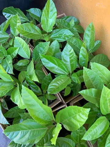 Mudas de maracujá 