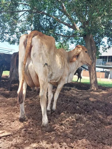 vacas leiteiras