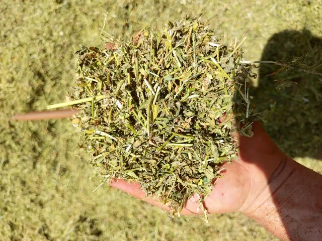Silagem ensacada 