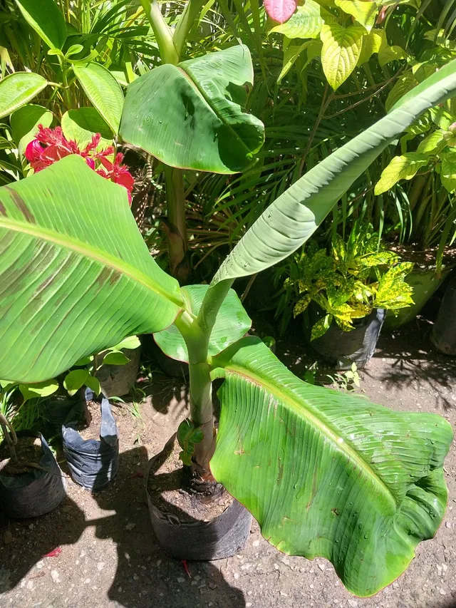 Banana da terra 