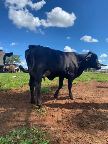 vacas leiteiras