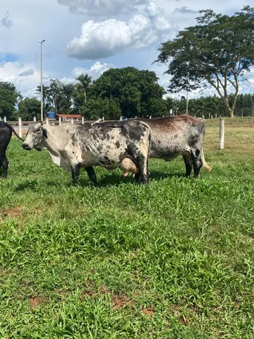 vacas leiteiras