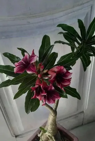 Rosa do deserto buque e perfumada $150