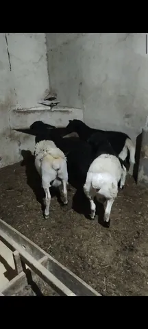 Borregos e borregas