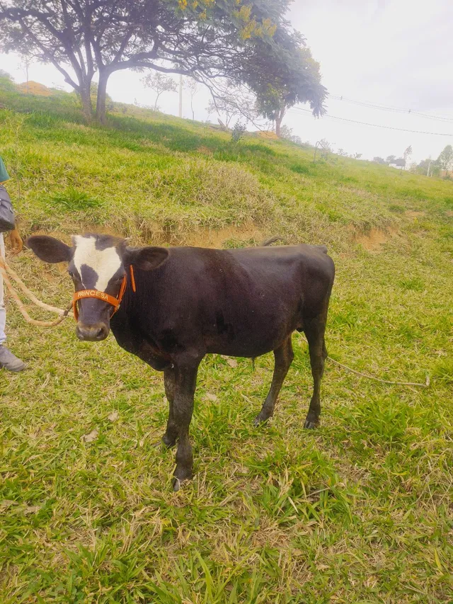 Bezerro manso de cabresto 