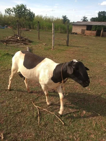 Vendo carneiro 
