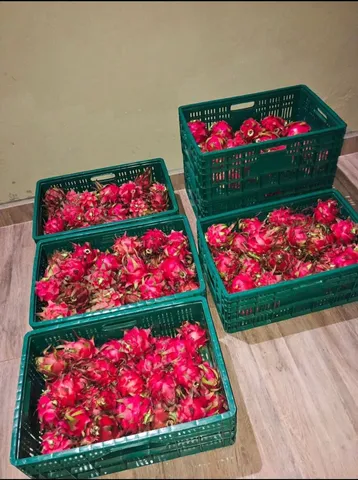 Pitaya fruta do dragão kg