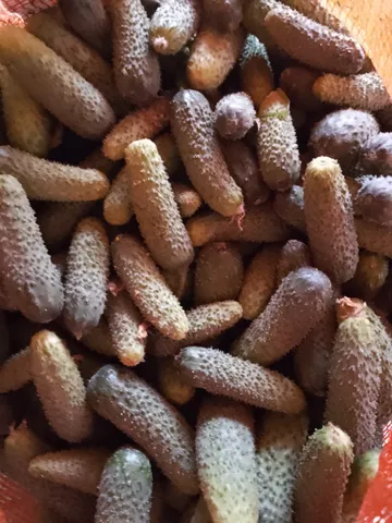 Pepino pra conserva 