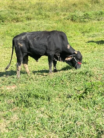 Garrote girolando 
