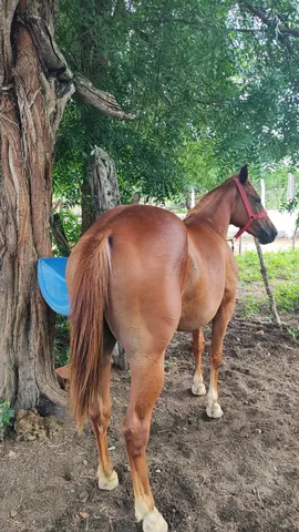 Venda de potra